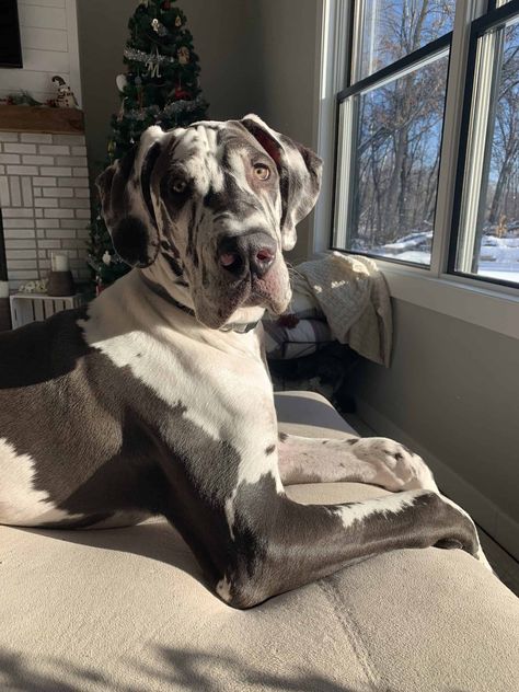 Aesthetic Great Dane, Great Dane Cute, Great Dane Spotted, Great Dane Aesthetic, Puppy Great Dane, Great Dane Harlequin, Grey Great Dane, Great Dane Mastiff, Great Dane Puppies