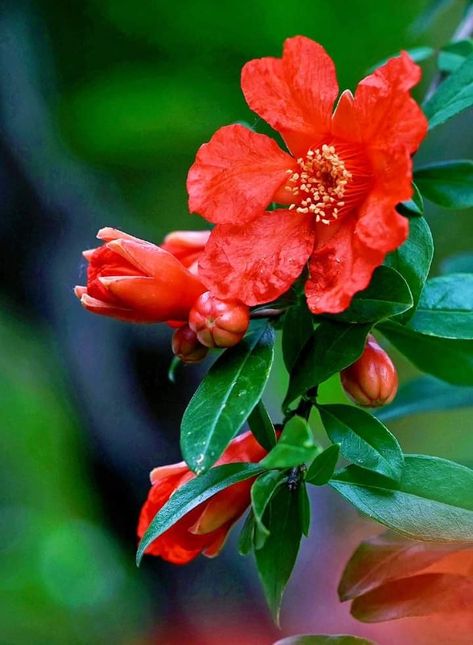 Pomegranate Blossom, Pomegranate Flower, Wonderful Images, Pomegranate, Flower Garden, Beautiful Flowers, Blossom, Plants, Flowers