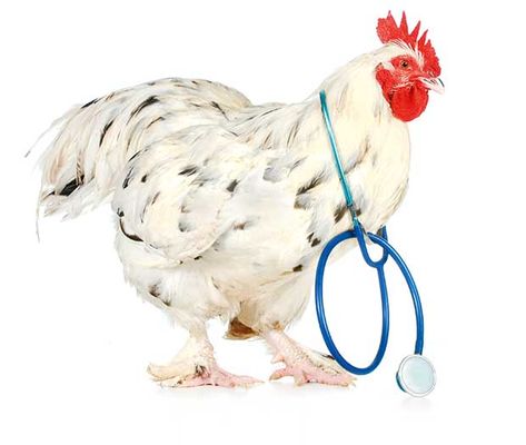 6 home remedies for a sick chicken: Reduce swelling with honey, use molasses as a laxative, acidify the crop with white vinegar - thisNZlife Sour Crop In Chickens, Cheap Chicken Coops, Urban Chicken Farming, Best Egg Laying Chickens, Portable Chicken Coop, Egg Laying Chickens, Urban Chickens, Chicken Treats, Backyard Poultry