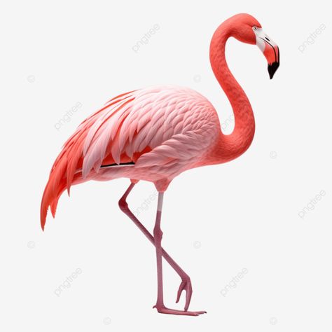 hyper realistic 3d rendering of a full body flamingo flamingo 3d bird png Flamingo Clipart, 3d Bird, Bird Png, Animal Artwork, Transparent Image, Animals Artwork, 3d Rendering, Hd Images, Png Transparent