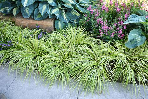 Click to close image; click and drag to move Bog Garden, Perennial Grasses, Outdoor Pots, Herbaceous Perennials, Woodland Garden, Low Maintenance Plants, Garden Borders, Perfect Plants, Ornamental Grasses