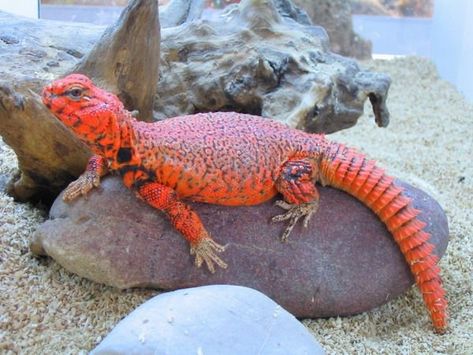 Spiny-tailed Lizard (Uromastyx geyri) native to Deserts of North Africa and the Middle East Uromastyx Lizard, Red Lizard, Chameleon Lizard, Pet Lizards, Giant Tortoise, Cold Blooded, Cute Reptiles, Reptile Snakes, Chameleons