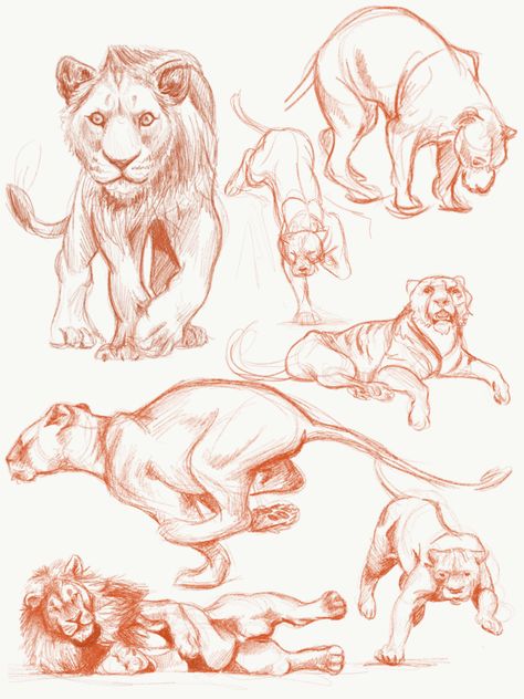 Lion Sketch Reference, Lion Drawing Reference Poses, Animal Sketch Reference, Lion Study Drawing, Animal Anatomy Sketch, Lion Anatomy Reference, Scott Gustafson Illustrations, Lions Anatomy, Lion Art Reference