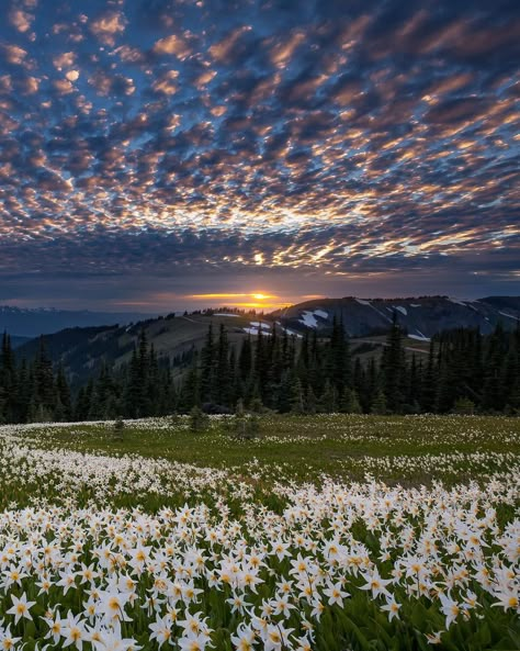 Field of Lilies #beautiful #awesome #great #dayobamidele Lilies Of The Field, Day Pictures, Sunrises And Sunsets, Pretty Landscapes, Art Painting Gallery, Olympic National Park, Painting Gallery, Have A Beautiful Day, Landscape Pictures