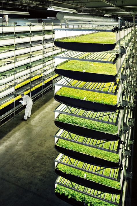 Aerofarm has built the world's largest vertical farm | WIRED UK Vertical Farm, Smart Farm, Indoor Farming, Hydroponic Farming, Aquaponic Gardening, Vertical Farming, Hydroponic Growing, Urban Agriculture, Aquaponics System