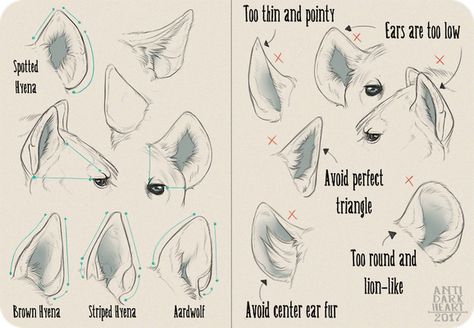 Achei o jeito certo de desenhar a orelha do Poti. Hyena Ears, Leg Tutorial, Lion Ears, Canine Drawing, Dog Anatomy, Realistic Drawing, Animal Study, Anatomy Drawing, Cat Ear