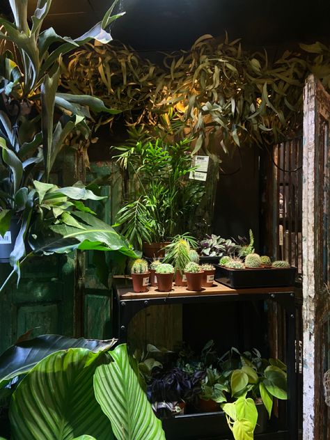 #plants #shop #aesthetic #dark Houseplants Aesthetic Dark, Lawrence Oleander Aesthetic, Dark Plant Aesthetic, Botanist Aesthetic, Aesthetic Green Plants, Friar Lawrence, Plant Room Aesthetic, Room Aesthetic Dark, Pirate Oc