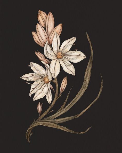 Jessica Roux on Instagram: “Asphodel, from my book Floriography: An Illustrated Guide to the Victorian Language of Flowers. This is one of the first illustrations I…” Asphodel Flower, Victorian Language Of Flowers, Victorian Language, Victorian Illustration, Victorian Flowers, Language Of Flowers, Plant Illustration, Digital Flowers, Flower Illustration