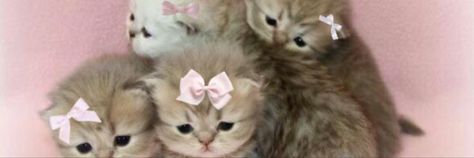 bundle up bowtie kitties cute messy header twitter pink layout Cute Pink Header, Pink Banner Twitter, Cute Discord Layout, Bow Twitter Header, Cat Header, Pink Cat Banner, Kitty Banner, Hello Kitty Header, Pink Header Twitter