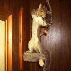 This is awesome!! I am gonna  shoot a squirrel and mount  it  like this! Squirrel Hunting, Deer Mounts, Hunting Room, Squirrel Funny, Hunting Humor, Hunting Girls, Hunting Decor, Taxidermy Mounts, Hunting Tips