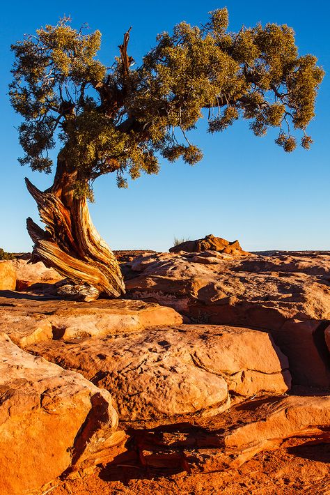 Sunrise Tattoo, Fine Art America Photography, Utah State Parks, Australia Landscape, Deserts Of The World, Tree Textures, Park Photography, Unique Trees, Mountain Scene