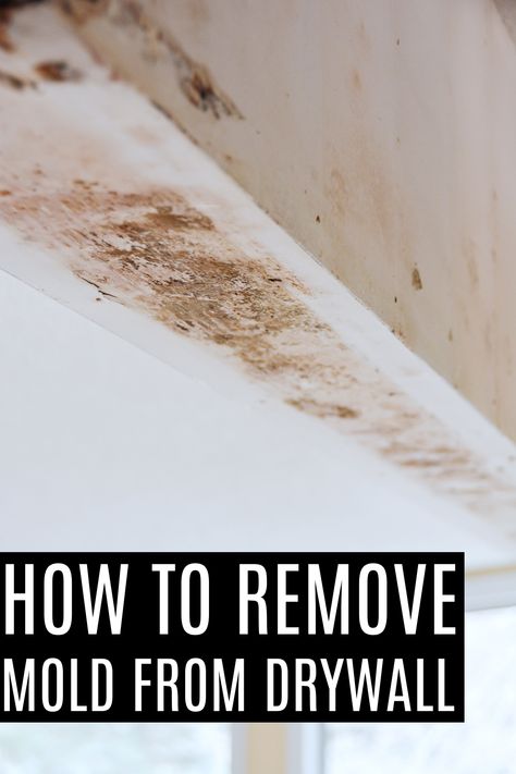 How to remove mold from drywall How To Remove Mold, Sheet Rock Walls, Remove Mold, Mobile Home Ideas, Cleaning Mold, Mold Removal, Mold Remover, Hacks And Tips, Baseboards