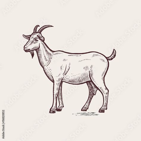 Goat Picture, Domesticated Animals, Drawing Vintage, Goat Art, Animals Illustration, Nature Sketch, Cute Goats, Engraving Illustration, Goat Farming