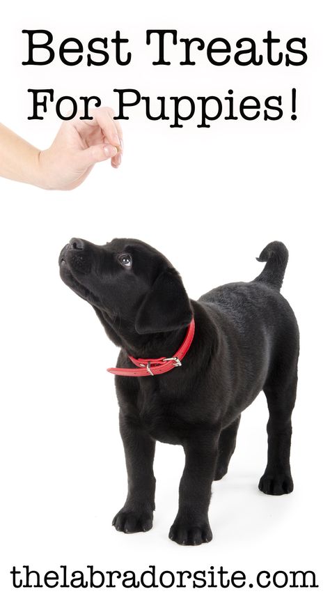 The best treats for puppies Treats For Puppies, Best Dog Treats, Labrador Puppy Training, Puppy Training Treats, Best Treats, Dog Breed Names, Best Treats For Dogs, Dog Training Treats, Puppy Treats