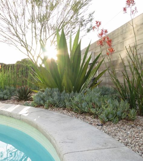 succulents and giant agave with rocks around the pool Gymea Lily, Landscaping Around Pool, Tropical Backyard Landscaping, Drought Resistant Landscaping, Pool Plants, Tropical Landscape Design, Tropical Backyard, Pool Landscape Design, Modern Landscape Design