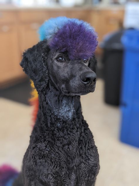 Poodle Mullet, Poodle Mohawk, Dogs Portraits, Youtuber Dr, Poodle Hair, Mohawk Mullet, Poodle Haircut, Poodle Cuts, Pet Things