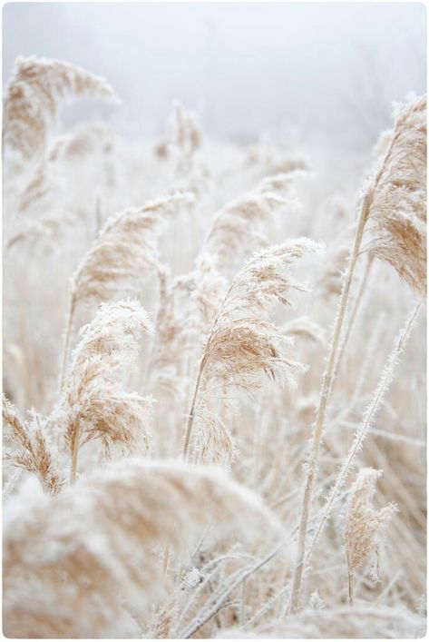 nature photography Summer Nature Photography, Nature Photography Flowers, Blush Wedding Flowers, Cream Aesthetic, Natural Background, Photography Subjects, Wallpaper Vintage, Beige Aesthetic, Shades Of White