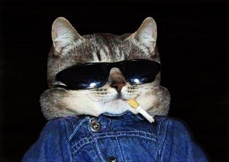 Cat With Sunglasses, November 23, Sunglasses, On Instagram, Instagram