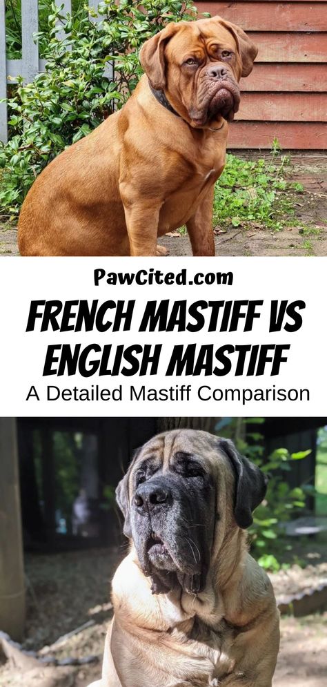 It is usually the French and the English Mastiff breeds which give prospective owners a hard time in choosing! But we'll help you find your best mastiff through this detailed comparison. Click here! #englishmastiff #frenchmastiff #dogcomparison #breedcomparison #doglover #dog101 French Mastiff Dog, Dog 101, Mastiff Breeds, French Mastiff, Big Dog Breeds, Tibetan Mastiff, Mastiff Dogs, English Mastiff, Big Dog