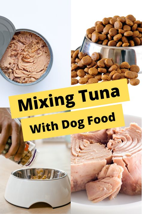 Tuna fish can have some benefits for dogs and mixing tuna with dog food can be a great way of getting your dog to eat this nutritional extra. Dogs enjoy some variety in their diet and adding tuna fish to his diet is a great way of introducing omega 3 oils and other vitamins and minerals to your dog. Homemade Dog Food With Tuna, Dog Food Recipes With Tuna, Omega 3 Foods For Dogs, Tuna Dog Food Recipe, Fish Dog Food Recipes, Canned Salmon Dog Food Recipe, Salmon Dog Food Recipes, Benefits Of Tuna, Eggs For Dogs