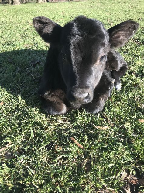 Black Cows, Mini Cows, Baby Farm Animals, Fluffy Cows, Cow Pictures, Black Cow, Cow Calf, Pretty Animals