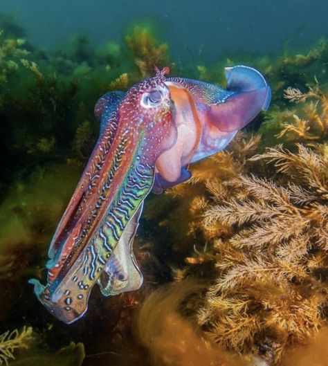 Australian giant cuttlefish (Sepia apama), Whyalla, South Australia.  Photo:  Jim Johnson. Giant Cuttlefish, Stellars Sea Cow, Steller's Sea Cow, Sea Life Sydney Aquarium, Giant Australian Cuttlefish, Spotted Jellyfish, Sea Mammal, South Australia, Sea Animals