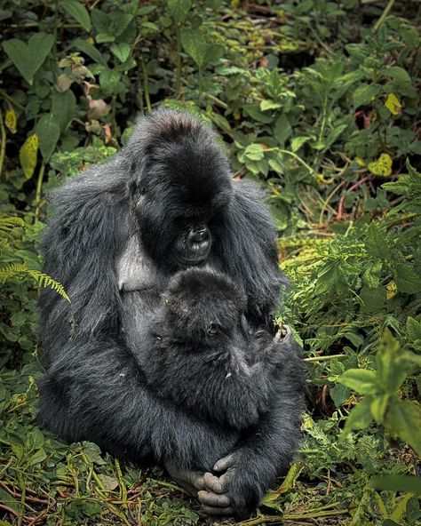 Happy PrimatesDay! 🌿 Discover Rwanda’s majestic mountain gorillas with Primates Africa! 🦍 Our conservation focused journeys bring you up close with these incredible creatures, creating unforgettable moments while supporting their protection. Join us in preserving their wild home and changing lives through responsible travel! 🌍💚 📍: Volcanoes National Park 🌍: Rwanda 🇷🇼 Gorilla safari, Gorilla trekking, wildlife safari/ Rwanda gorillas/ Savana nature. /traveler/monkeys / white colobus For... Volcanoes National Park Rwanda, Mountain Gorillas, Safari Online, Gorilla Trekking, Mountain Gorilla, Volcano National Park, Wildlife Safari, Incredible Creatures, Primates