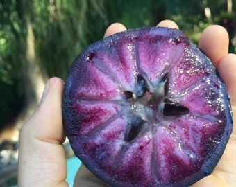 WestTropicalGarden - Etsy Star Apple Fruit, Purple Foods, Sugar Cane Plant, Star Apple, Hot Pepper Seeds, Purple Star, Pepper Seeds, Fruit Tree, Fruit Plants