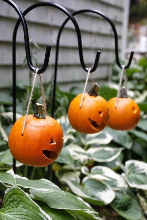 Learn how to transform miniature pumpkins and gourds into delightful and whimsical mini pumpkin lanterns that hang from garden crooks along your walkway. Pumpkins Carving, Pumpkin Lanterns, Hgtv Garden, Halloween This Year, Velvet Pumpkins, Fall Outdoor Decor, Instagram Diy, Mini Pumpkins, Fall Holidays