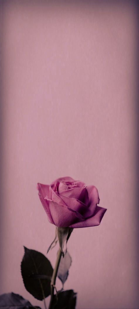 Roz Pal Wallpaper, Spirituality Affirmations, Galaxy Wallpaper, Pink Rose, Iphone Wallpaper, Pastel, Iphone, Plants, Flowers