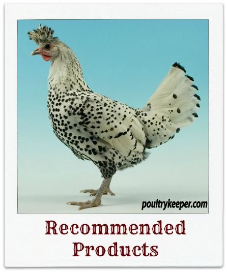 Recommended Poultry Products Poultry Breeds, White Rooster, Chicken Health, Backyard Poultry, Keeping Chickens, Woodland Friends, Chickens And Roosters, Chicken Breeds, Farm Theme