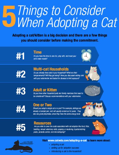 Adoption Tips, Adopting A Cat, Cats Health, Cutie Cat, Winter Quotes, Cat Info, Cat Spray, Healthy Cat, Cat Care Tips