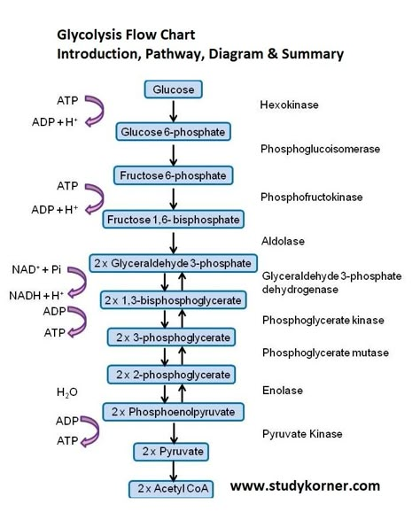 Neet Flow Charts, Glycolytic Pathway, Glycolysis Notes, Glycolysis Diagram, Respiration In Plants, Glycolysis Pathways, Flow Chart Ideas, Medical Inspiration, What Is Intelligence