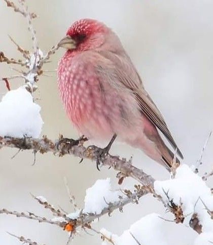 GREAT ROSE FINCH Rose Finch Bird, Rose Finch, Finch Tattoo, Bird Parakeet, House Finch, Finches Bird, Bird Drawing, Fairytale Photography, Painting Inspo