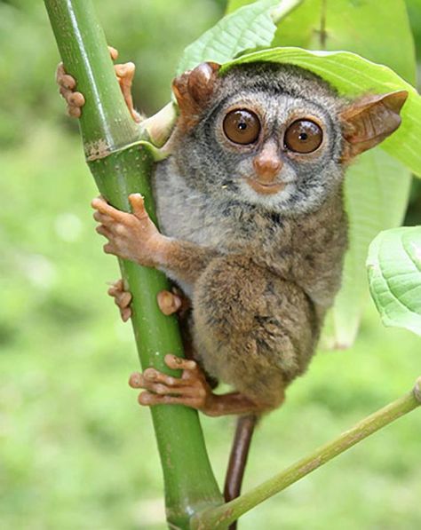 "Smiling" Siau Island Tarsier  Photo by: Geoff Deehan  Via: nationalgeographic.com Regard Animal, Red Pandas, Rare Animals, Endangered Animals, Primates, Endangered Species, Unique Animals, Animal Planet, Exotic Pets