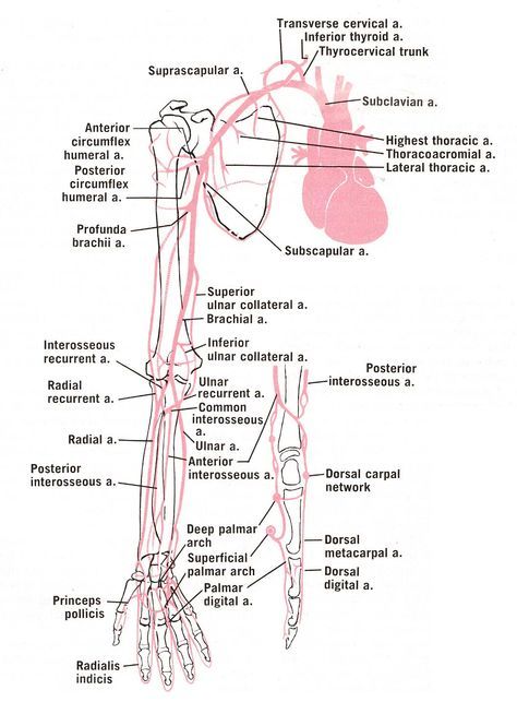 ARTERIES OF THE UPPER LIMB Limb Anatomy, Upper Limb Anatomy, Arteries Anatomy, Brachial Plexus, Diagnostic Medical Sonography, Medical Stickers, Gross Anatomy, Medicine Notes, Medical Student Study