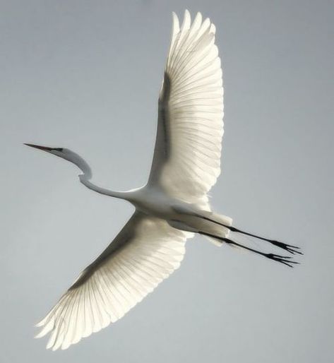 White Bird, Big Bird, Pretty Birds, Bird Photo, In Flight, Bird Watching, Bird Feathers, Love Birds, Bird Art