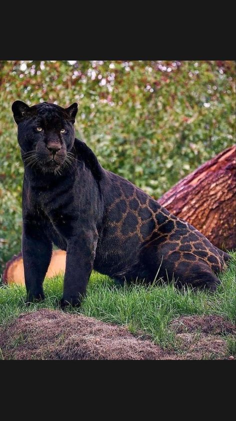 Black Jaguar Animal, Jaguar Pictures, Jaguar Black, Panther Cat, Jaguar Animal, Black Jaguar, Exotic Cats, Power Animal, Black Animals