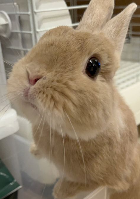 Real Bunny Wallpaper, Light Brown Bunny, Cute Brown Bunny, Bunny Eyes, Japanese Bunny, Rabbit Aesthetic, Big Rabbit, Wild Bunny, Bunny Aesthetic