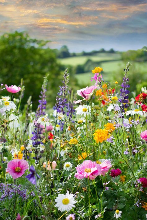 Vibrant wildflower meadow in a meadow garden, showcasing a variety of low maintenance plants perfect for lawn alternatives and wildlife gardening; ideal for a pollinator garden and enhancing your lawn and landscape. Beautiful Natural Flowers, Wildflower Curb Appeal, Cottage Wildflower Garden, Wildflower Meadow Front Yard, Wild Meadow Garden, Wild Flower Fields, Backyard Wildflower Garden Ideas, British Flower Garden, Wild Flower Meadow Garden