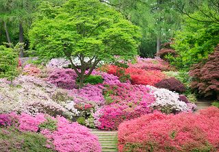 Colorful Azaleas in Spring in Windsor Park, Berkshire, UK | Flickr - Photo Sharing! Berkshire England, Azaleas Garden, Spring Gardens, Azalea Flower, Ferns Garden, Zen Garden Design, Prairie Garden, Garden Shrubs, Garden Landscape