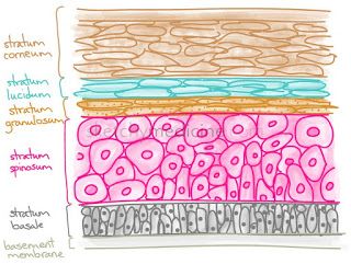 Epidermis Layers, Skin Anatomy, Integumentary System, Layers Of The Epidermis, Medical School Studying, Nursing School Notes, Human Body Systems, Human Anatomy And Physiology, Biology Notes