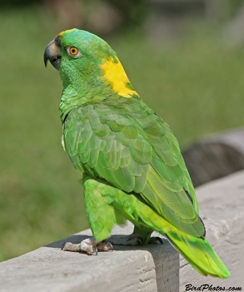 YELLOW-NAPED AMAZON - Amazona auropalliata . . . Pacific coast from S Mexico to N Costa Rica Amazon Birds, Beetle Art, Amazon Parrot, Colorful Parrots, Parrot Bird, Funny Birds, Exotic Birds, Colorful Birds, Pacific Coast