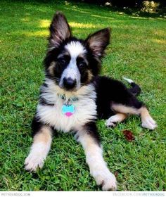 panda shepherd - Google Search Panda Shepherd, Panda German Shepherd, Female German Shepherd, German Shepherd Training, German Shepherd Funny, Puppies Near Me, British Car, German Shepards, Crazy Dog Lady