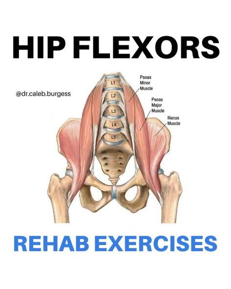 Dr. Caleb Burgess DPT OCS CSCS on Instagram: "💥Hip Flexors💥 🚨 𝗠𝘆 𝗔𝗣𝗣 is 𝗟𝗜𝗩𝗘! ➡️ tap on the link at the top of my page @dr.caleb.burgess for your 𝟳-𝗗𝗔𝗬 𝗙𝗥𝗘𝗘 𝗧𝗥𝗜𝗔𝗟! 🎯 The hip flexors are a group of muscles located in the front of the hip that work together to flex the hip joint, or bring the thigh towards the torso 🚶🏼 The primary functions of the hip flexors include: 1️⃣ Walking and running: they lift the leg forward during the swing phase of gait, which is essential f Snapping Hip Syndrome, Hip Anatomy, Yoga Inspiration Poses, Hip Flexor Pain, Free Weight Workout, Hip Flexor Exercises, Yoga Inspiration Quotes, Hip Flexor Stretch, Tight Hip Flexors