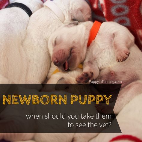 when should you take a newborn puppy to the vet? Newborn Puppy Care, Rescue Dog Quotes, Dog Breeding Business, Whelping Puppies, Newborn Puppy, Litter Of Puppies, Golden Puppies, Golden Retriever Puppies, Newborn Puppies