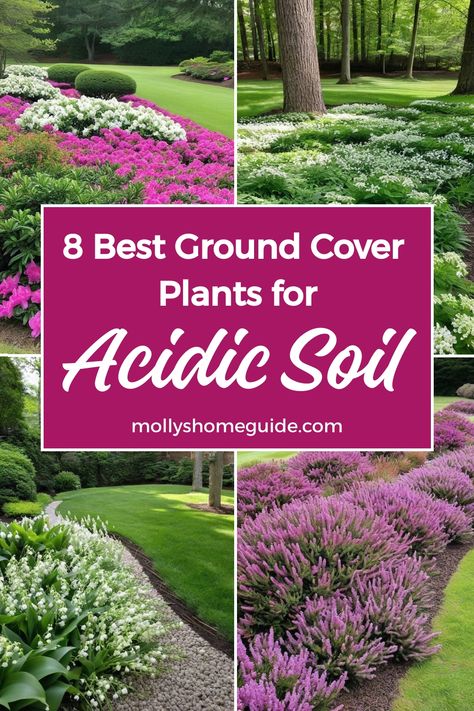 Discover a variety of tough ground cover plants that thrive in acidic soil. From evergreen varieties to beautiful flowering options, these acid-loving plants are perfect for your garden. Explore our selection of ground cover plants for acidic soil and add texture and color to your outdoor space with ease. Whether you're looking for low-maintenance options or vibrant blooms, we have a range of ground cover plants that love acidic soil to suit your needs. Acidic Soil Plants, Sandy Soil Plants, Best Ground Cover Plants, Acidic Soil, Sweet Woodruff, Acid Loving Plants, Sandy Soil, Ground Cover Plants, Vibrant Flower