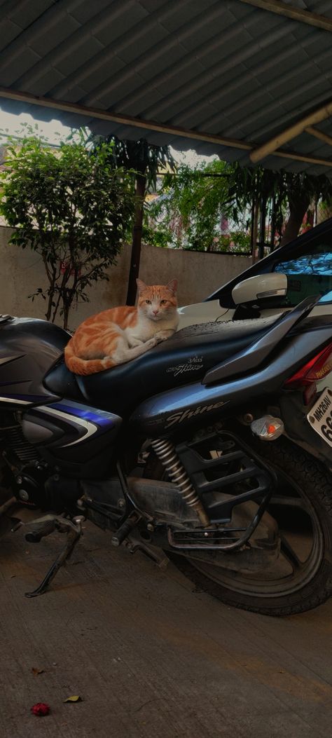 Street Cat Snap, Cat Snapchat Story, Indian Street Photography, Cat Snap, Indian Animals, Indian Road, Street Cat, Shadow Video, Instagram Dp