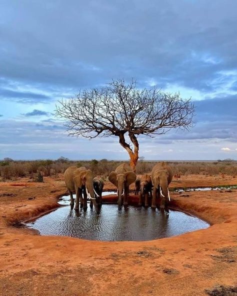 Tsavo National Park, Tsavo National Park Kenya, Tsavo East National Park, African Waterhole, Kenya Savannah, Kenya Landscape, Kenya Art, Savannah Landscape, World Landscape