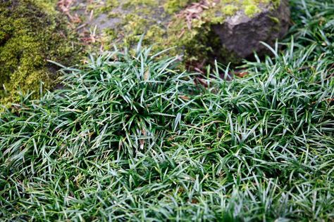 Lawn Free Landscaping, Ophiopogon Japonicus, Grass Alternative, Lily Turf, Monkey Grass, Black Mondo Grass, Liriope Muscari, Ground Covers, Types Of Grass